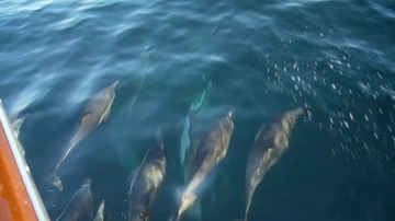 Dolphins in the sea