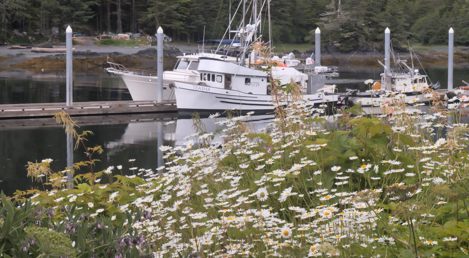 Venture at dock behind fishing boat TEASHA with a field of daisies in the foreground

